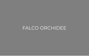 FALCO ORCHIDEE